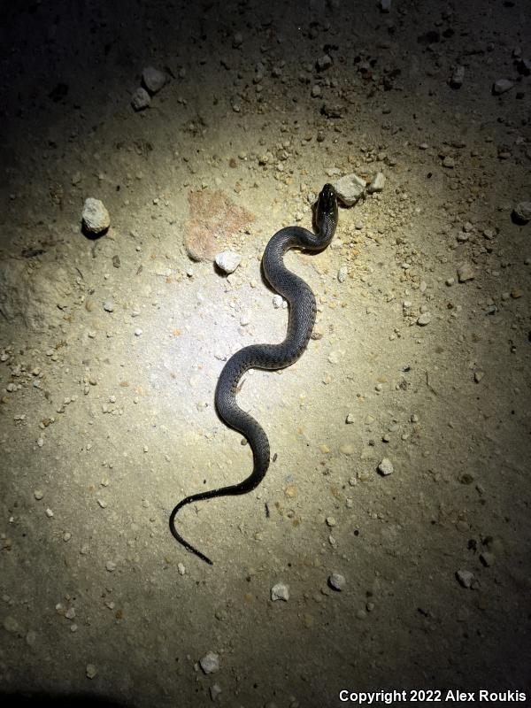 Florida Green Watersnake (Nerodia floridana)