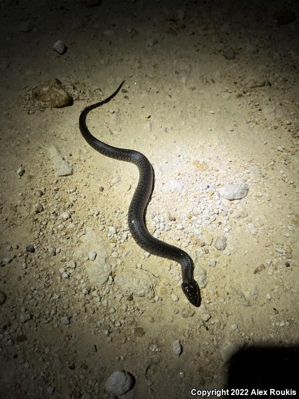 Florida Green Watersnake (Nerodia floridana)