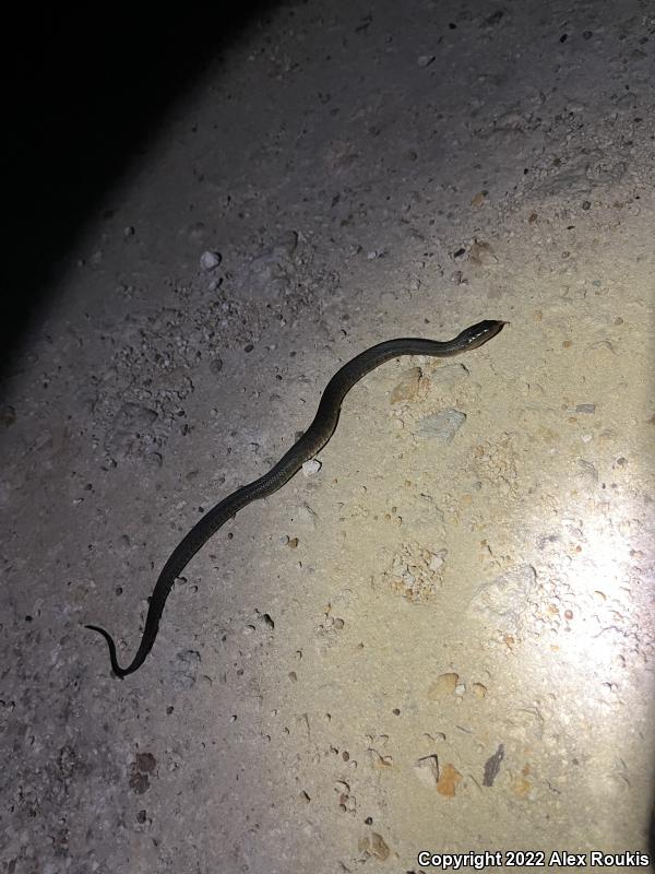 Florida Green Watersnake (Nerodia floridana)