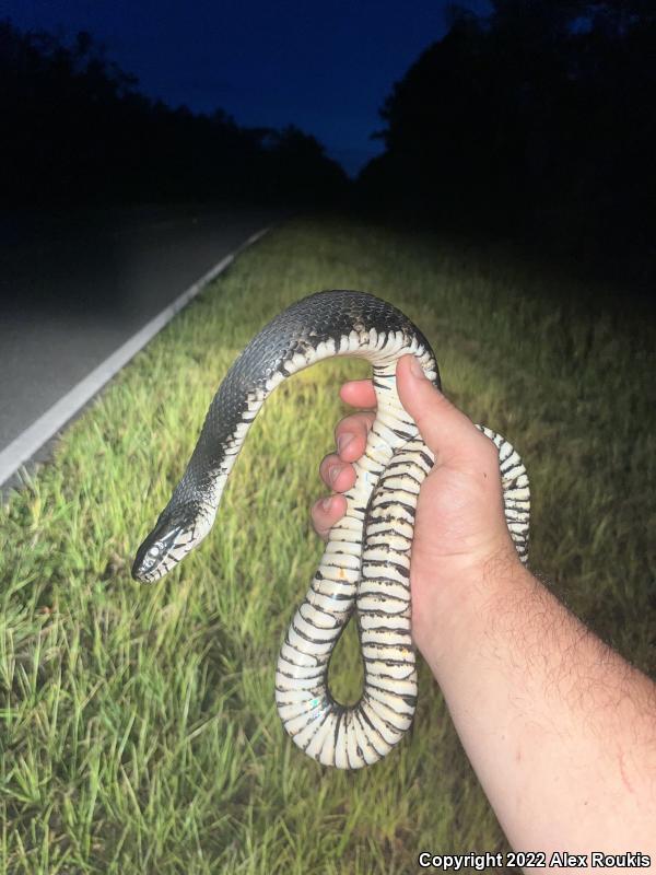 Florida Watersnake (Nerodia fasciata pictiventris)