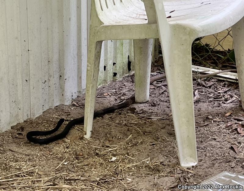 Eastern Coachwhip (Coluber flagellum flagellum)