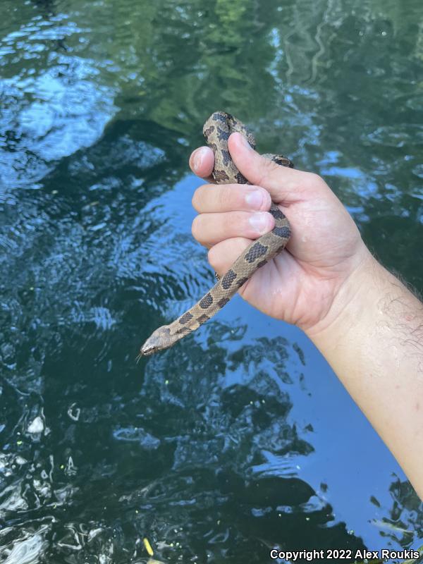 Brown Watersnake (Nerodia taxispilota)