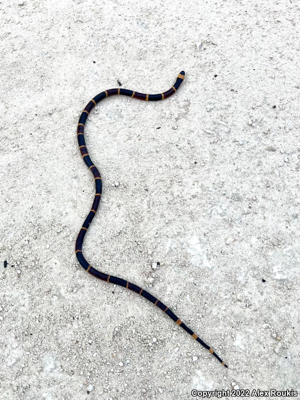 Eastern Coral Snake (Micrurus fulvius)