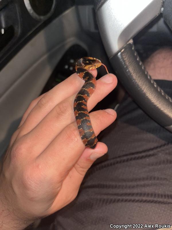 Florida Watersnake (Nerodia fasciata pictiventris)