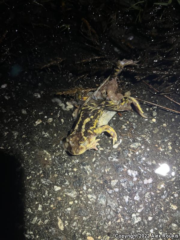 Eastern Spadefoot (Scaphiopus holbrookii)