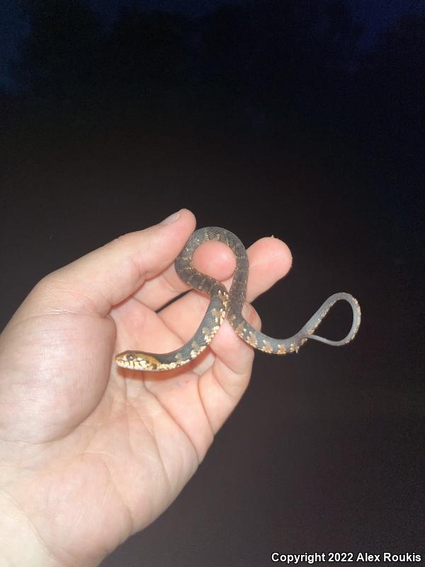 Florida Watersnake (Nerodia fasciata pictiventris)