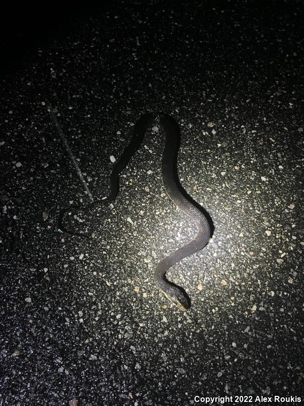 Florida Watersnake (Nerodia fasciata pictiventris)