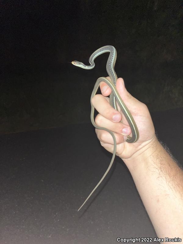 Peninsula Ribbonsnake (Thamnophis sauritus sackenii)