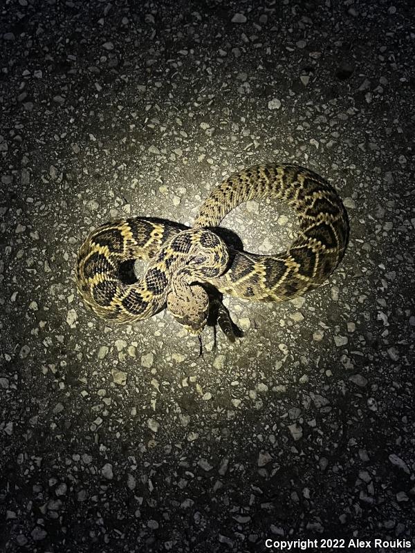 Eastern Diamond-backed Rattlesnake (Crotalus adamanteus)