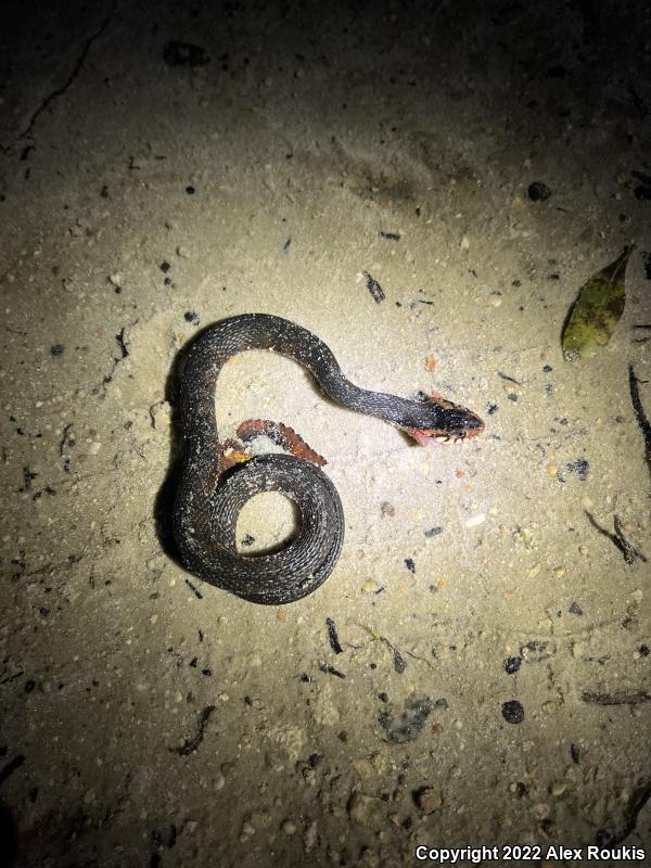 Florida Watersnake (Nerodia fasciata pictiventris)