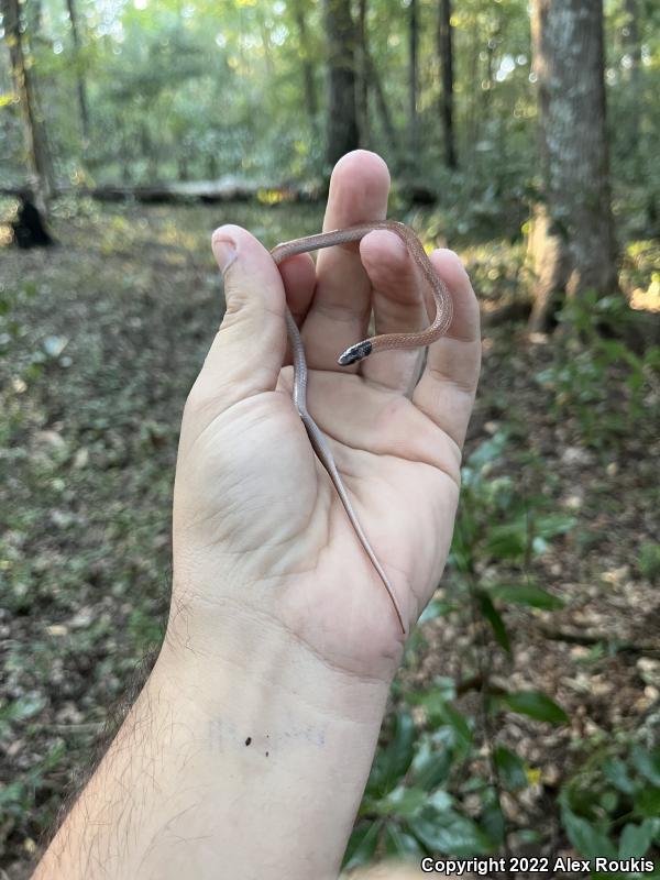 Peninsula Crowned Snake (Tantilla relicta relicta)