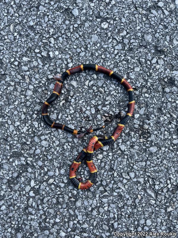 Eastern Coral Snake (Micrurus fulvius)