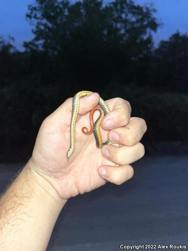 Southern Ring-necked Snake (Diadophis punctatus punctatus)