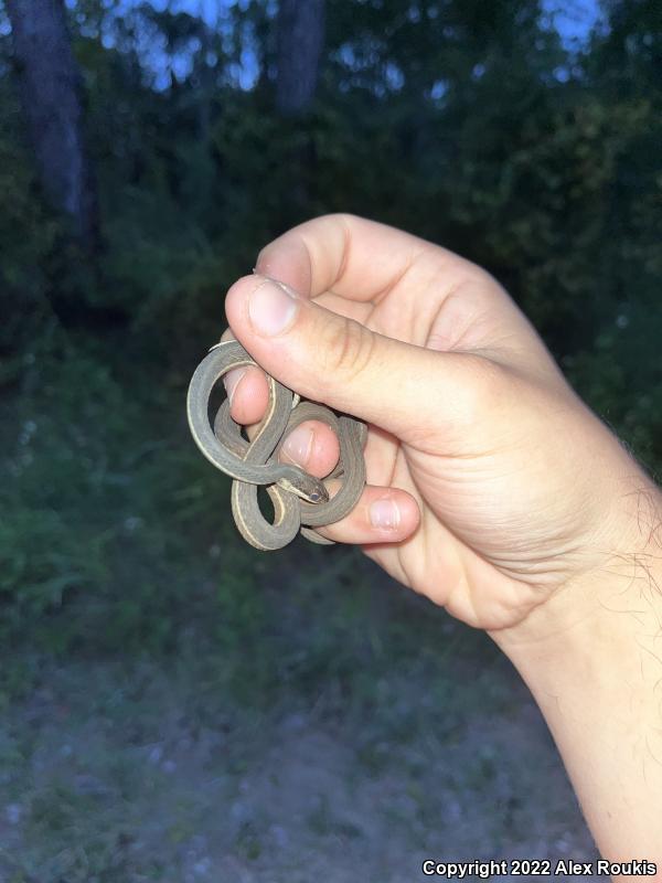 Peninsula Ribbonsnake (Thamnophis sauritus sackenii)