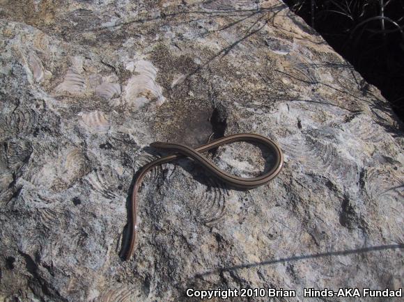 Western Slender Glass Lizard (Ophisaurus attenuatus attenuatus)