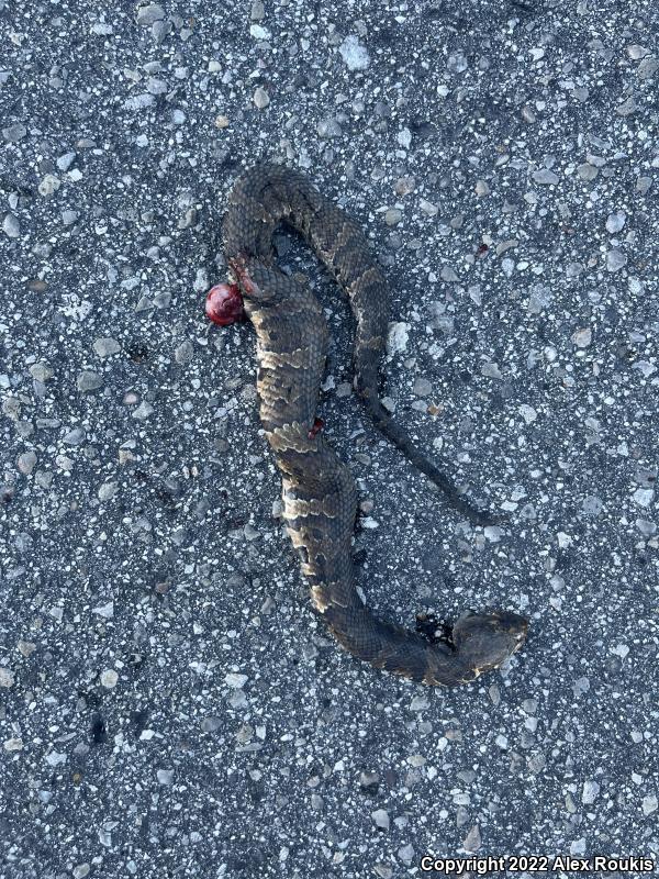 Florida Cottonmouth (Agkistrodon piscivorus conanti)