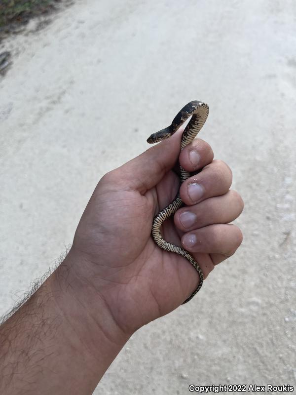 Florida Watersnake (Nerodia fasciata pictiventris)