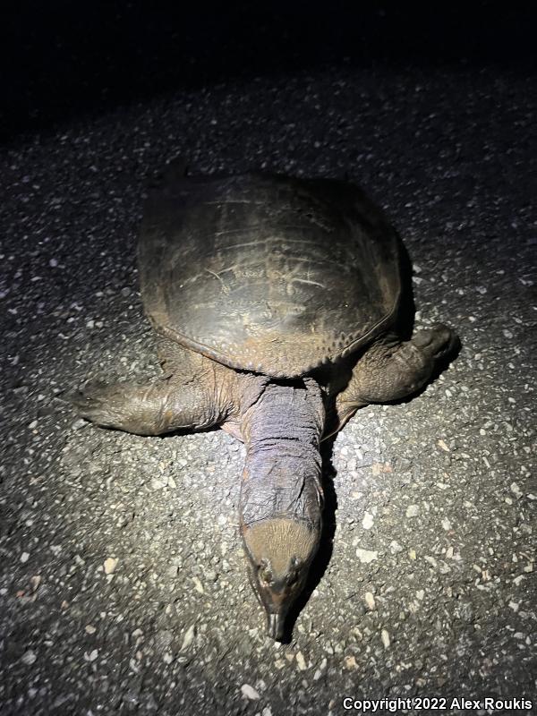 Florida Softshell (Apalone ferox)