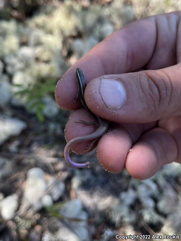 Peninsula Mole Skink (Plestiodon egregius onocrepis)