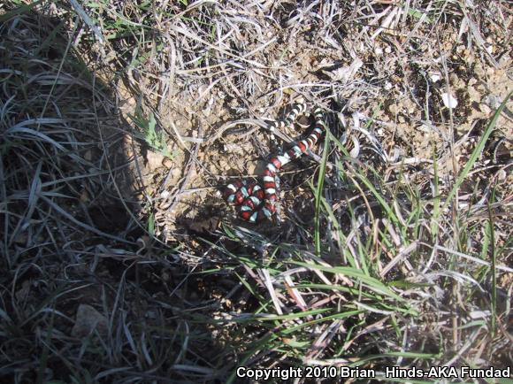 Central Plains Milksnake (Lampropeltis triangulum gentilis)