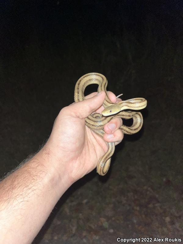 Yellow Ratsnake (Pantherophis obsoletus quadrivittatus)