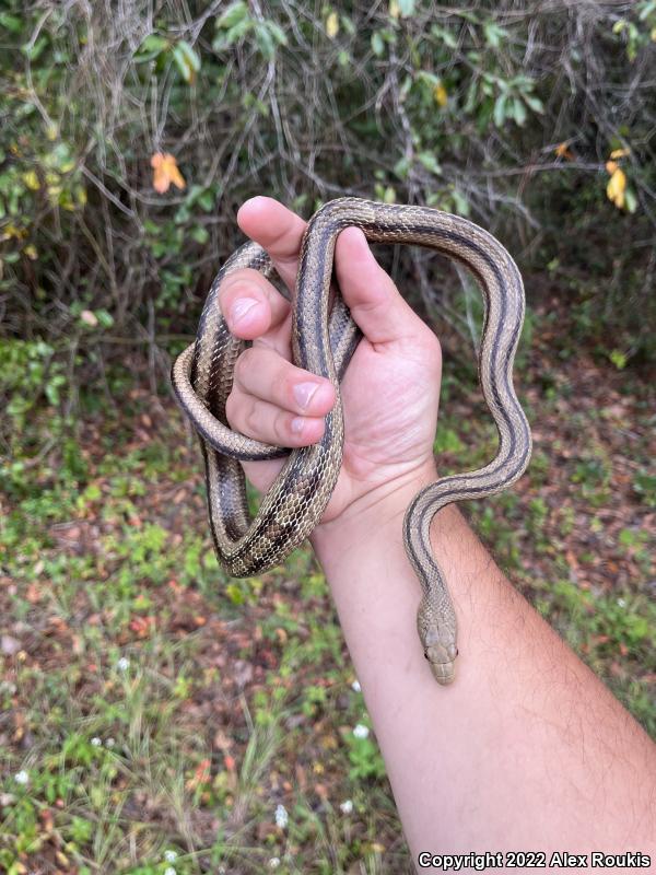 Yellow Ratsnake (Pantherophis obsoletus quadrivittatus)