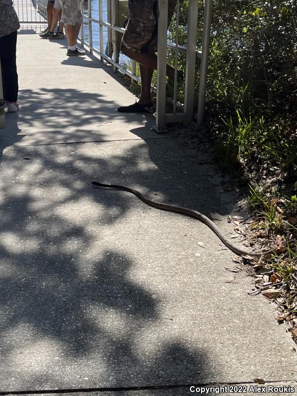 Eastern Coachwhip (Coluber flagellum flagellum)