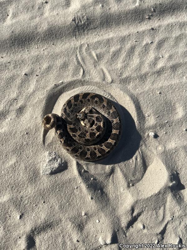 Southern Hog-nosed Snake (Heterodon simus)