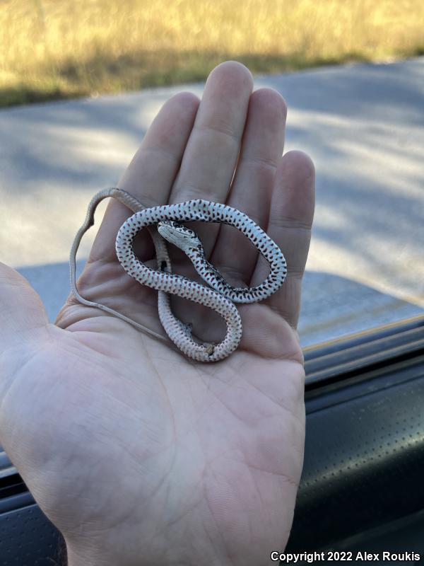 Southern Black Racer (Coluber constrictor priapus)