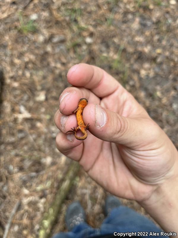 Central Newt (Notophthalmus viridescens louisianensis)