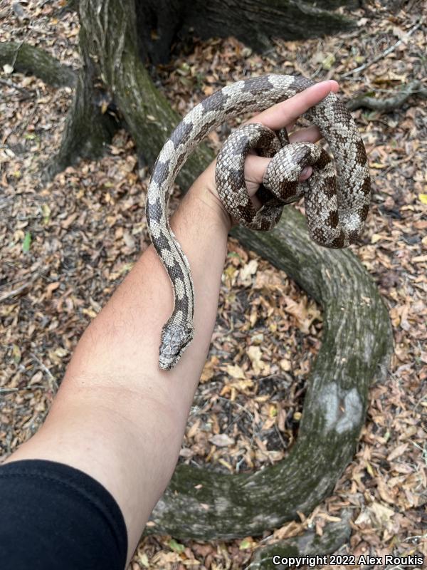 Gray Ratsnake (Pantherophis obsoletus spiloides)