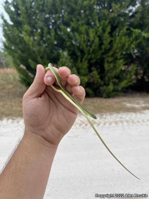 Florida Rough Greensnake (Opheodrys aestivus carinatus)