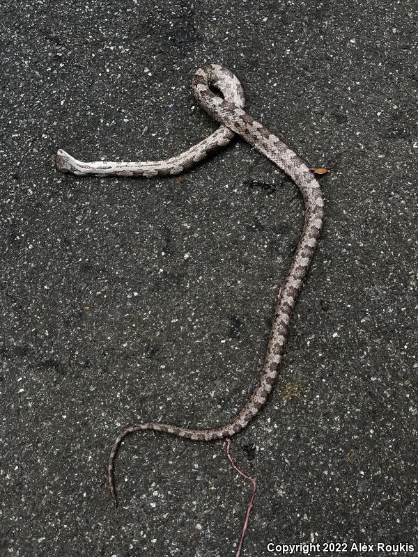 Gray Ratsnake (Pantherophis obsoletus spiloides)