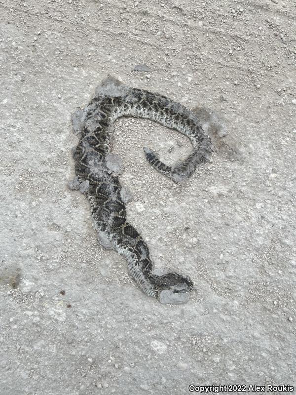 Eastern Diamond-backed Rattlesnake (Crotalus adamanteus)