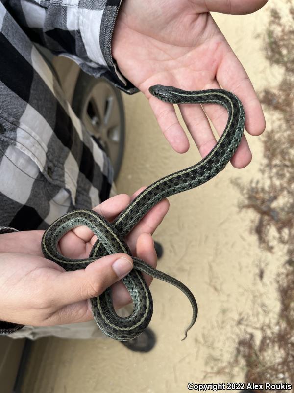 Eastern Gartersnake (Thamnophis sirtalis sirtalis)