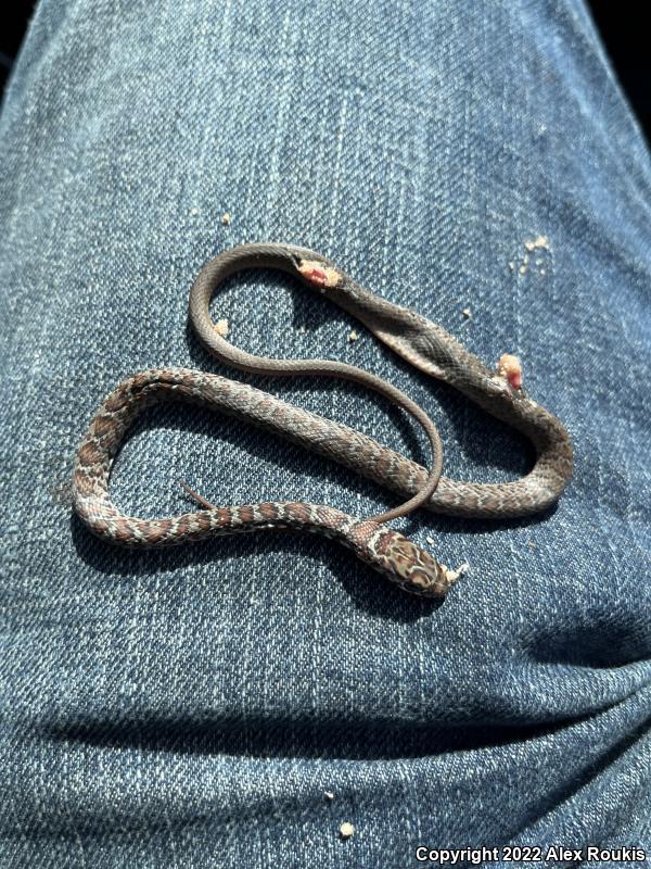 Southern Black Racer (Coluber constrictor priapus)