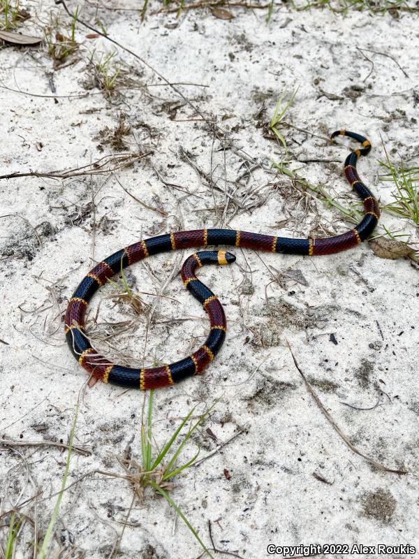 Eastern Coral Snake (Micrurus fulvius)