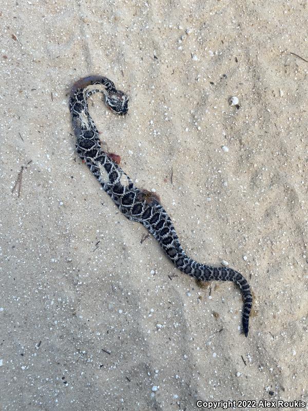 Eastern Diamond-backed Rattlesnake (Crotalus adamanteus)