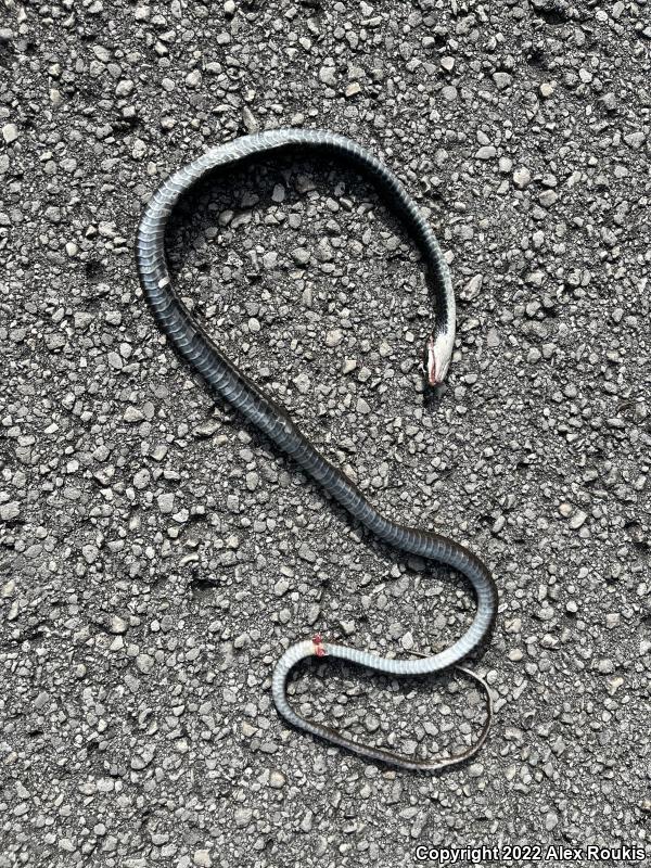 Southern Black Racer (Coluber constrictor priapus)