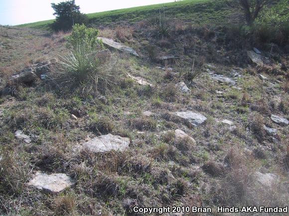 Plains Gartersnake (Thamnophis radix)