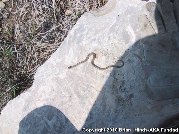 Plains Gartersnake (Thamnophis radix)