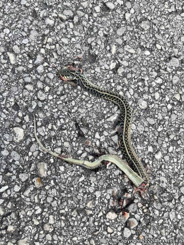 Eastern Gartersnake (Thamnophis sirtalis sirtalis)