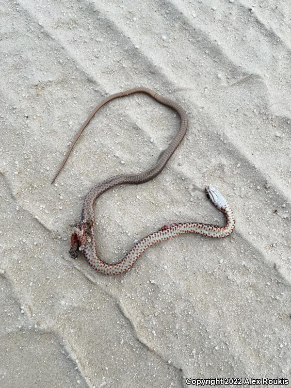 Southern Black Racer (Coluber constrictor priapus)