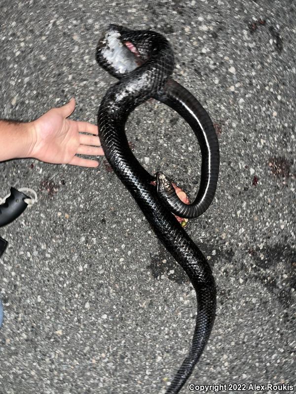 Eastern Indigo Snake (Drymarchon couperi)