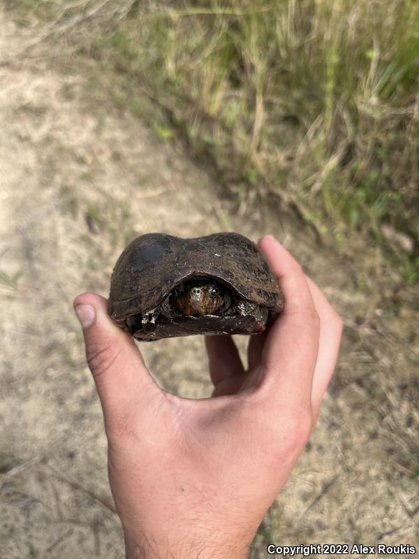 Florida Mud Turtle (Kinosternon subrubrum steindachneri)