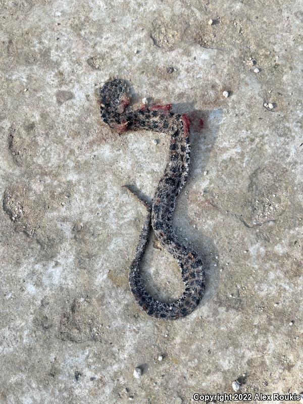 Dusky Pigmy Rattlesnake (Sistrurus miliarius barbouri)