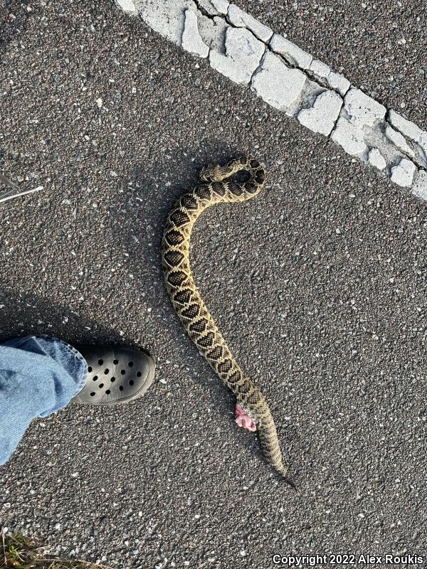 Eastern Diamond-backed Rattlesnake (Crotalus adamanteus)