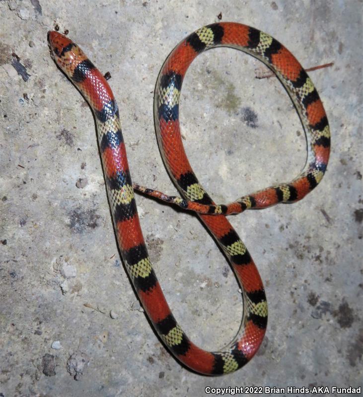 Scarletsnake (Cemophora coccinea)