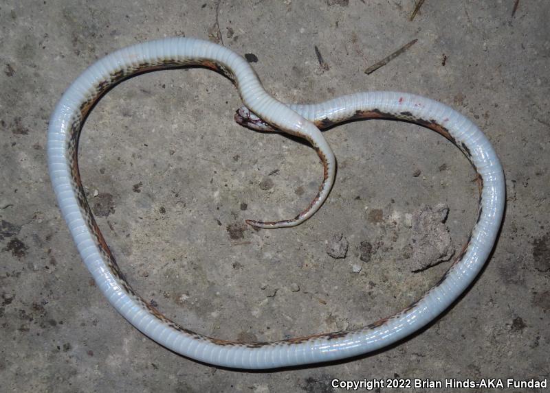 Scarletsnake (Cemophora coccinea)