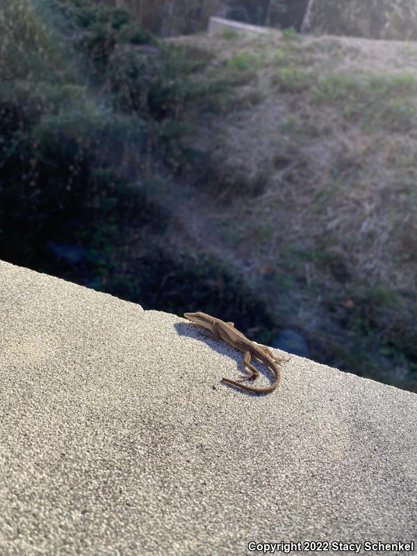 Green Anole (Anolis carolinensis)